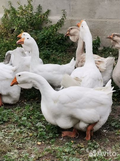 Холмогоры вывод 15 мая