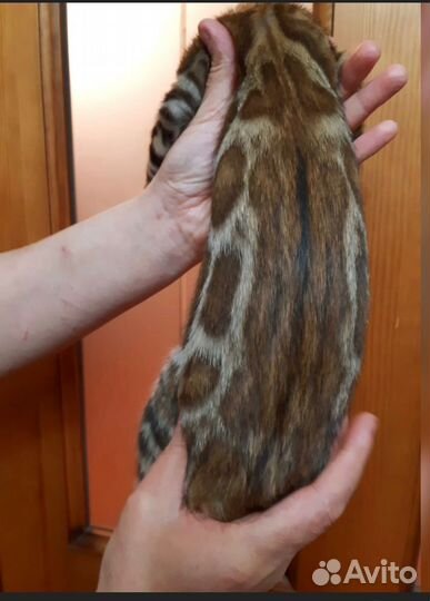 Бенгальские котята