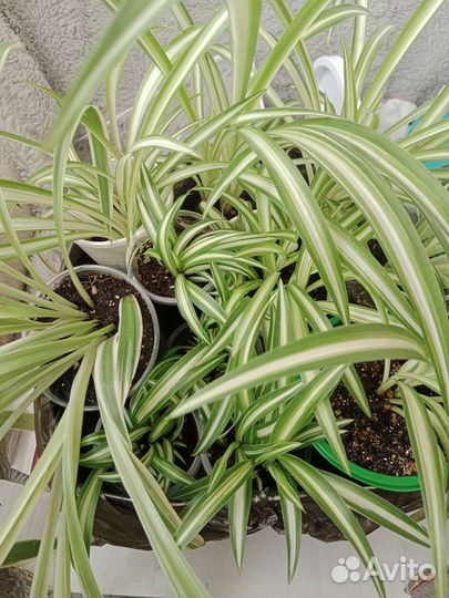 Хлорофитум