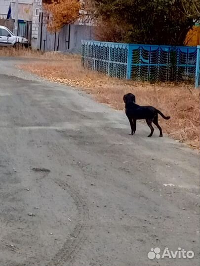 Отдам бесплатно
