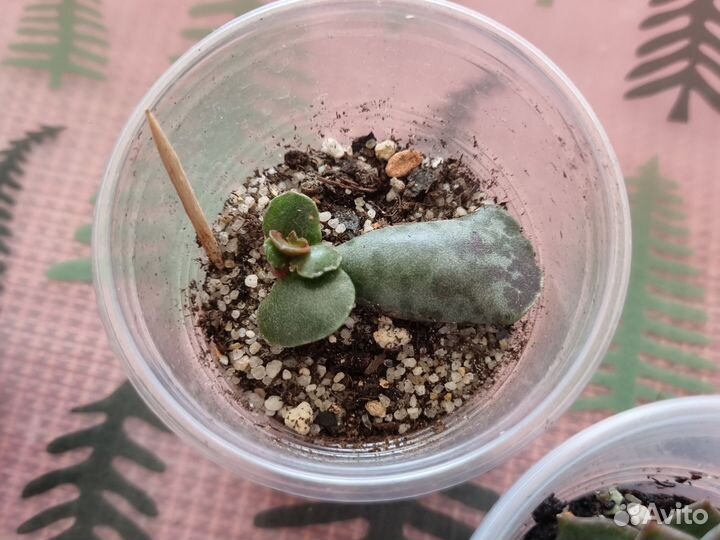 Суккуленты