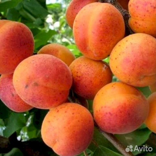 Саженцы абрикос Сын Краснощекого