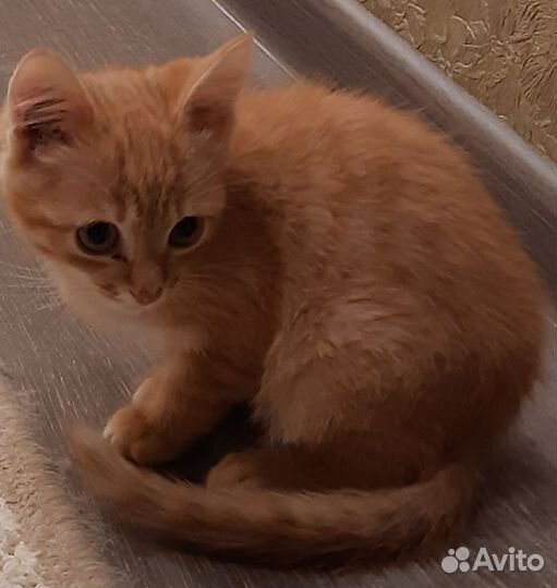 Котик