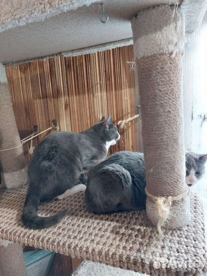 Кот в добрые руки