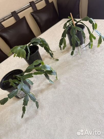 Декабрист шлюмбергера белый