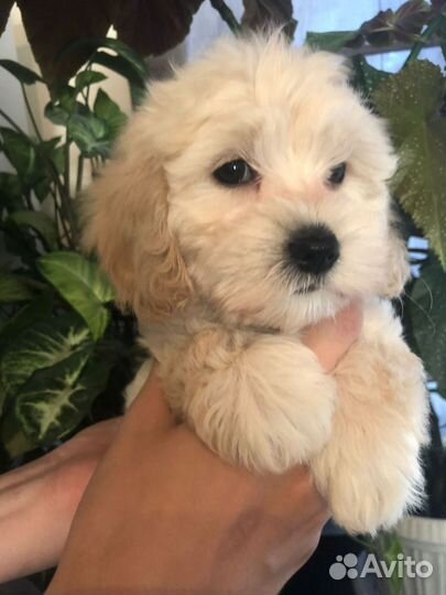 Мальтипу f1 девочка