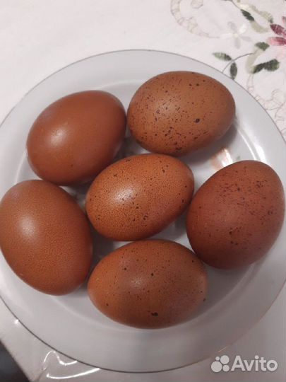 Цыплята черно медный маран, инкубационное яйцо