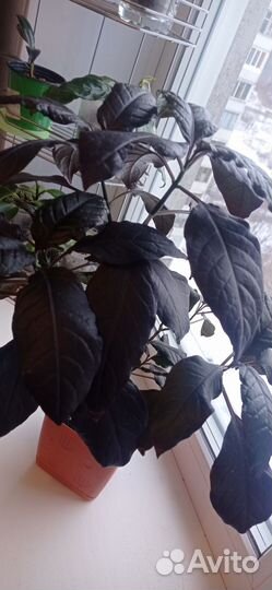 Псевдоэрантемум Нигрум