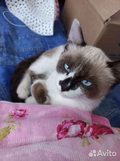 Кошка в дар бесплатно