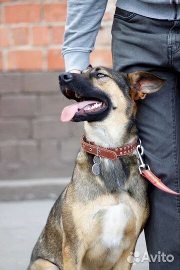 Красавец и добряк Рэд ищет своего человека