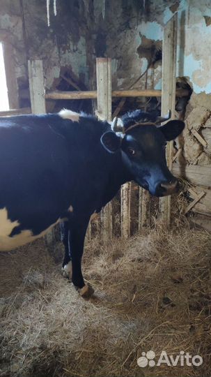 Коровы дойные молочные