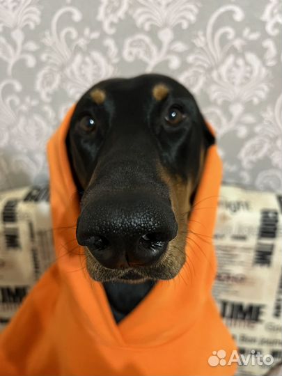 Доберман вязка