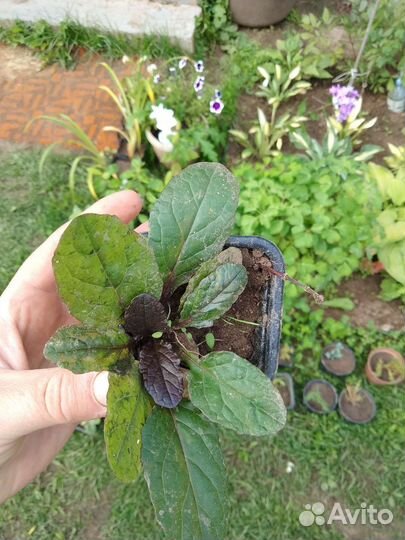 Медуница сахарная