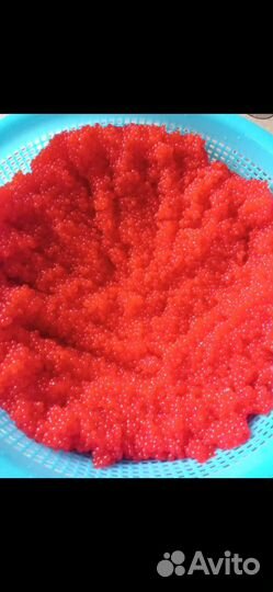 Красная икра 2023