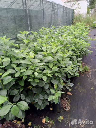 Вишня низкорослая самоплодная саженцы зкс