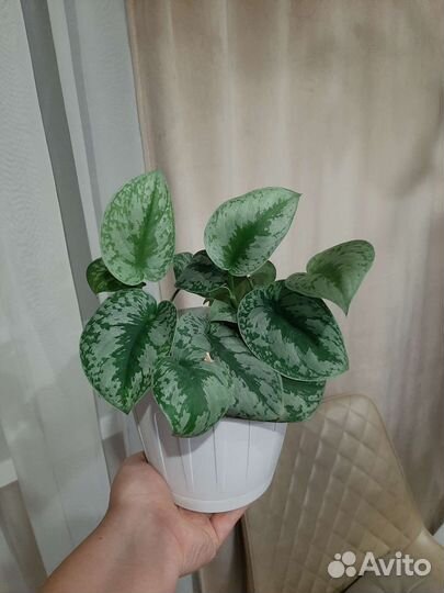 Филодендрон, Пеперомия, Эпипремнум, Плющ, Хойя