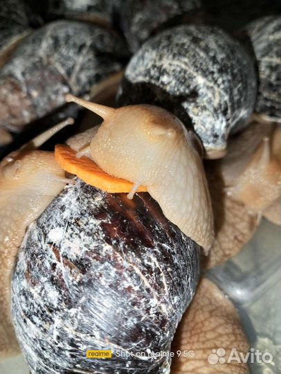 Улитки Ахатины Иммакулята