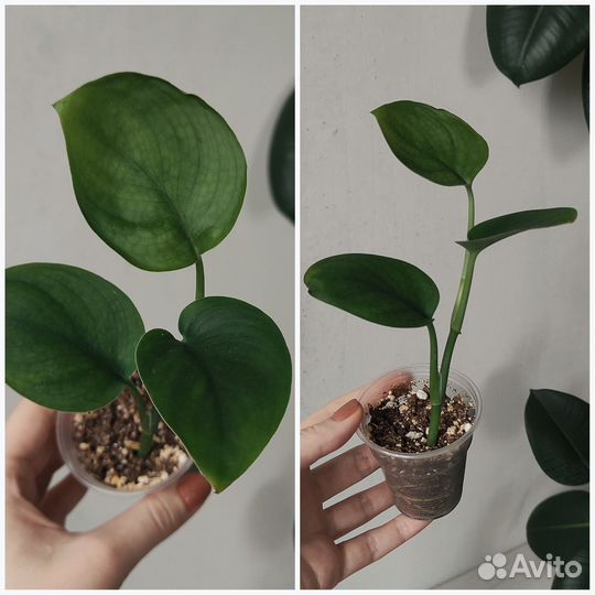 Сциндапсусы и др. ароидные