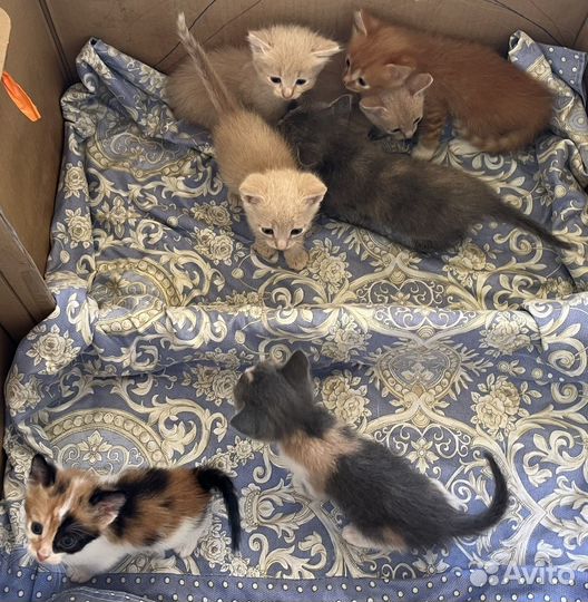 Котята в добрые руки бесплатно