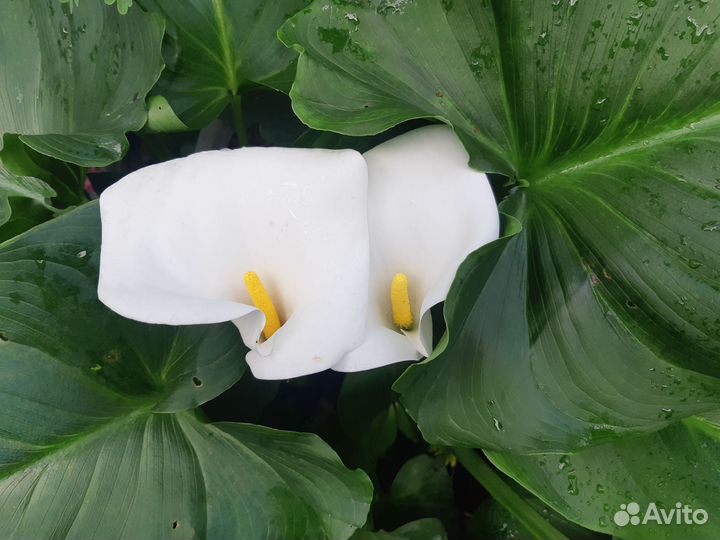 Калла корнесобственныая