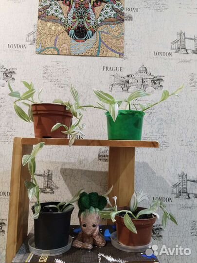 Традесканция