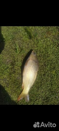 Малек карпа