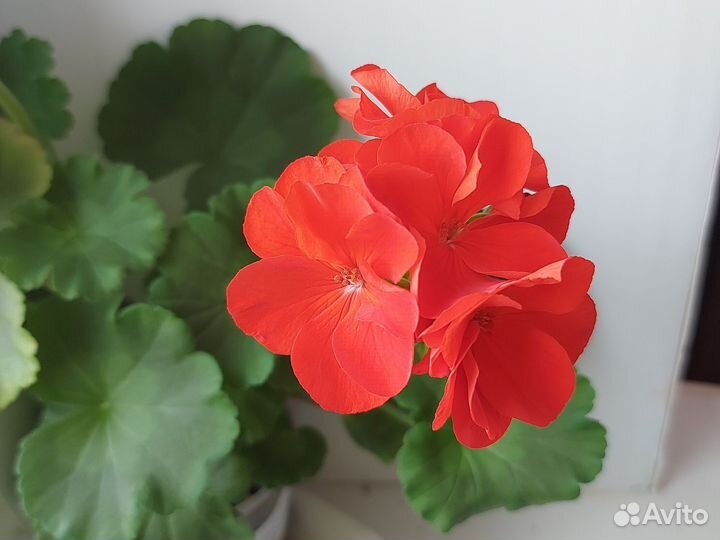 Герань королевская