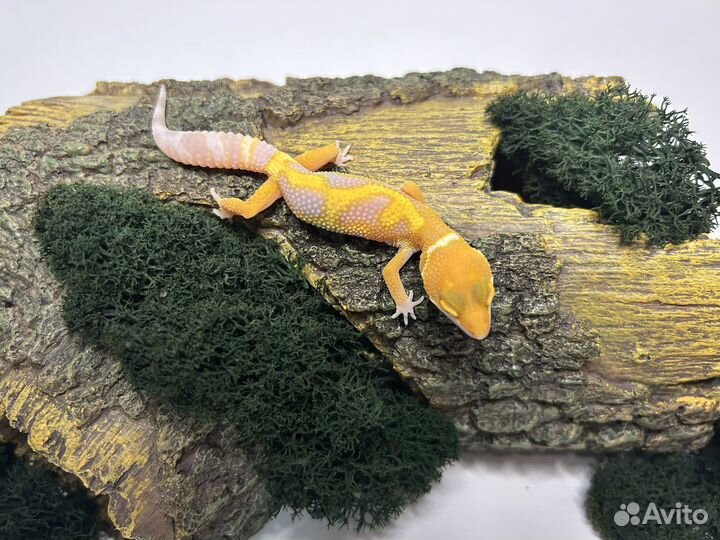 Эублефар (Eublepharis macularius)