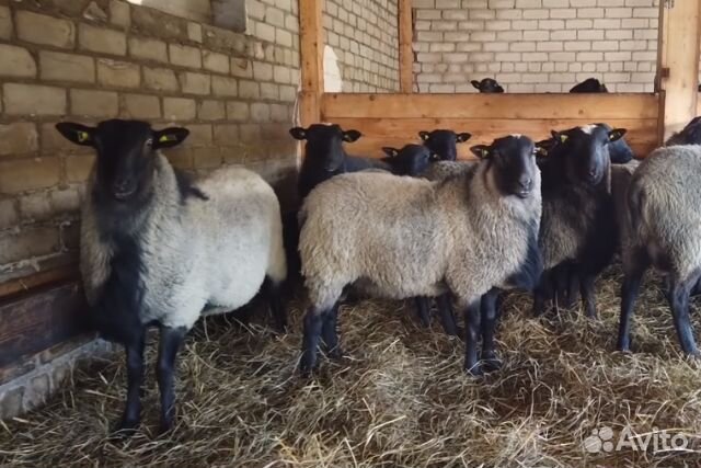 Романовские овцы и ягнята,жеребец