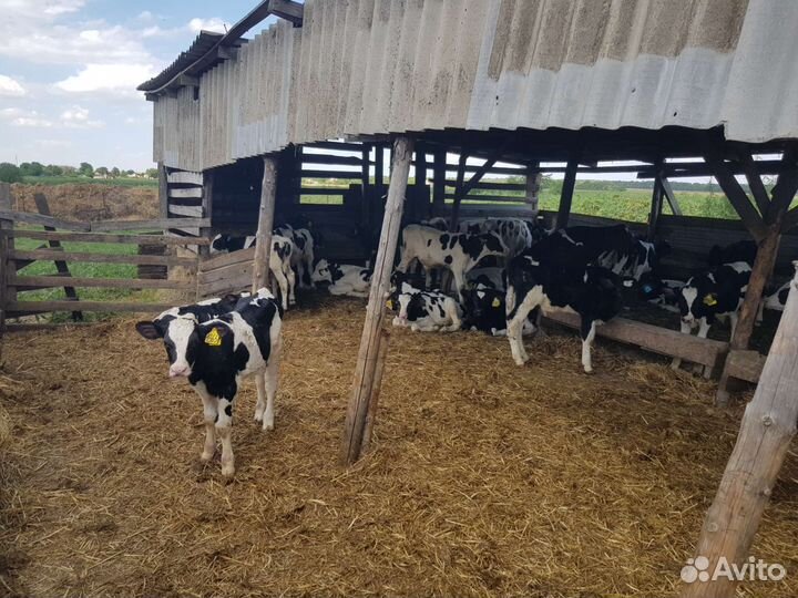 Телята Бычки