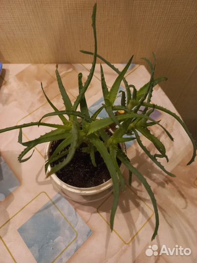 Алоэ лечебный