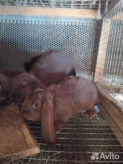 Кролики мясных пород