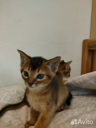 Абиссинские котята