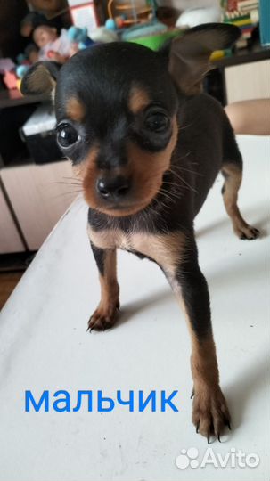 Той-терьер щенки