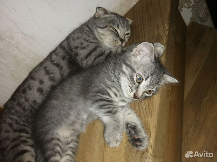 Кошка