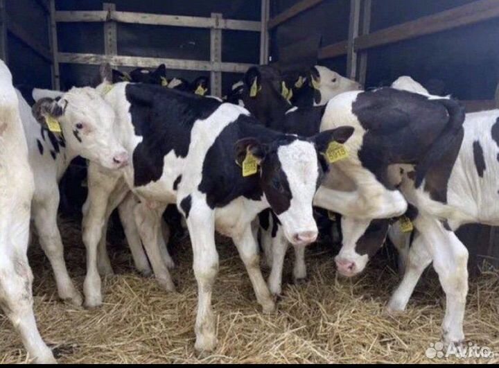 Телята бычки