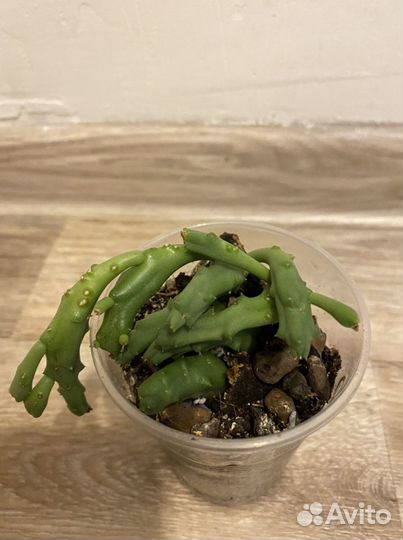 Суккуленты