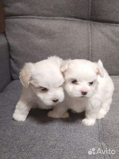 Мальтезе мальтийская болонка