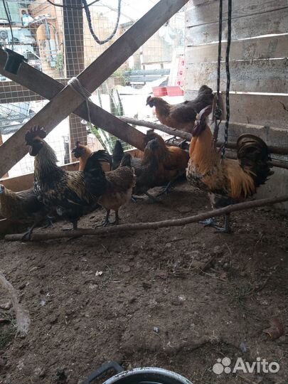 Петухи (Люйкеданьцзы)