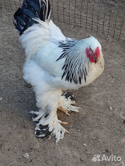 Петух брама