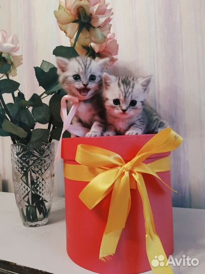 Британские котята