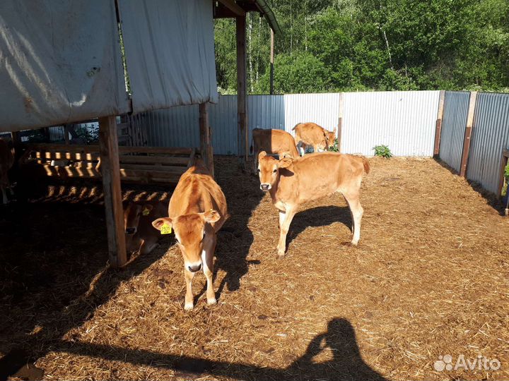 Телки Джерси 4-6 мес