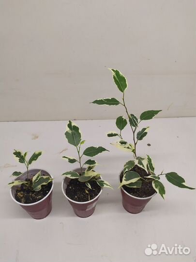 Сортовые фикусы Бенджамина