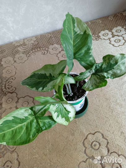 Сингониумы