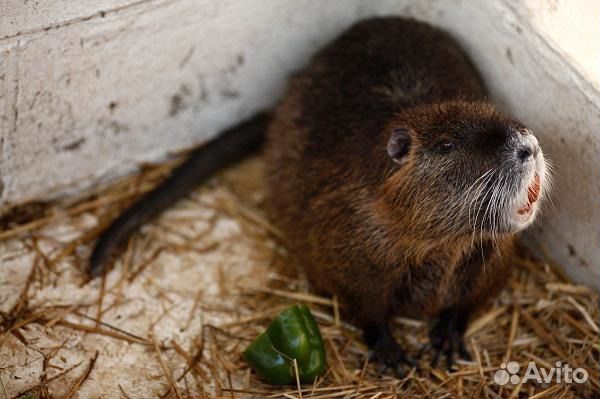 Нутрии