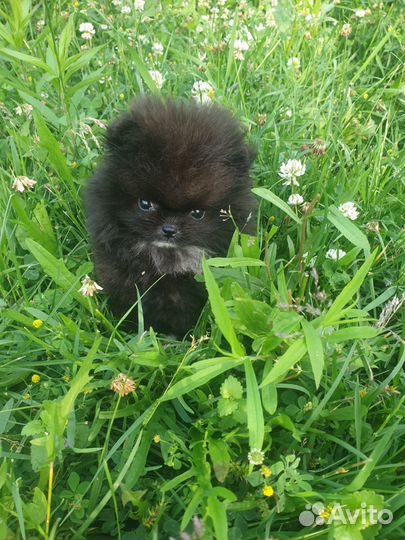 Померанский шпиц мини микро