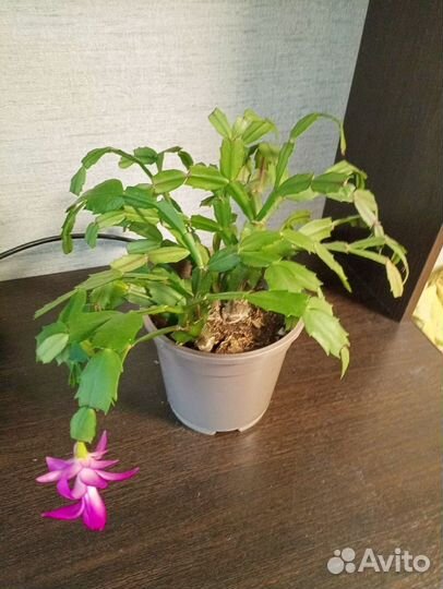 Декабрист шлюмбергера