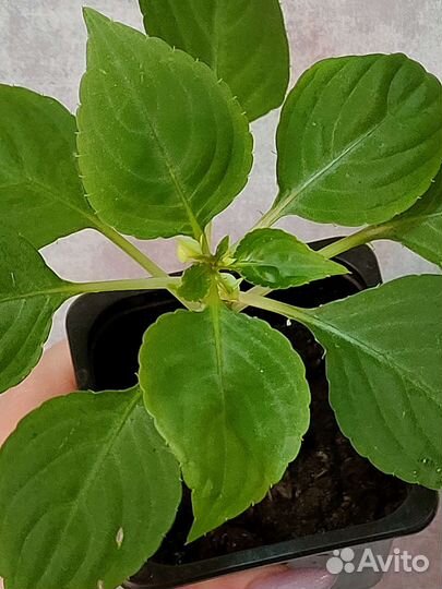 Пурпле пината