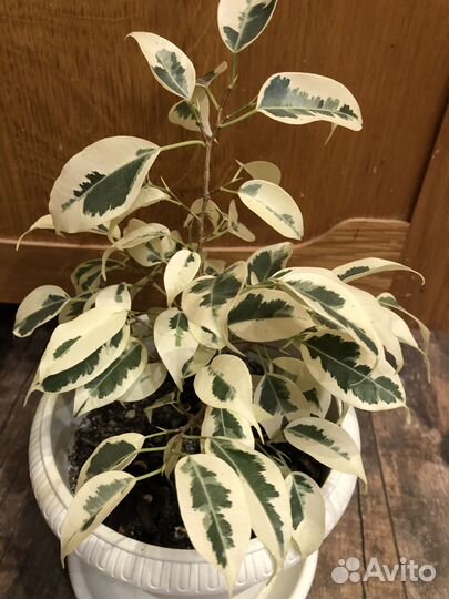 Фикус бенджамина