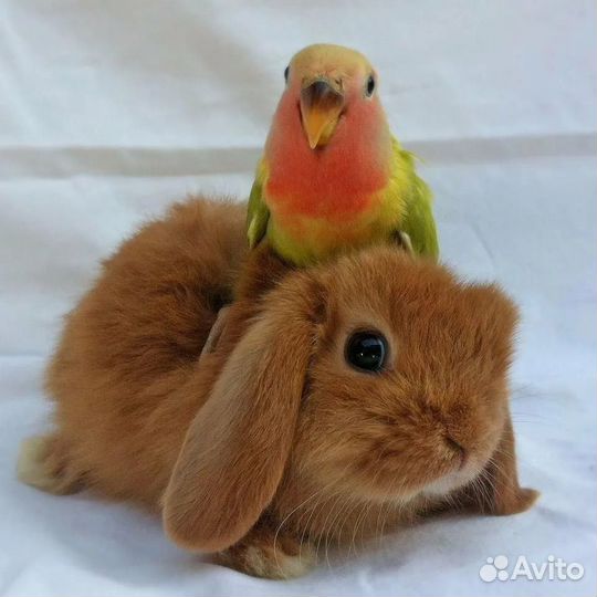 Уход за животными